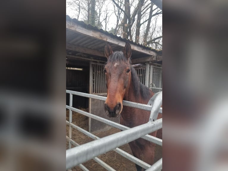 Meer warmbloeden Ruin 17 Jaar 171 cm Bruin in Euskirchen