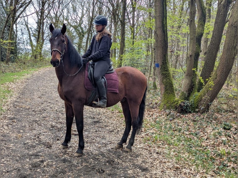 Meer warmbloeden Ruin 17 Jaar 171 cm Bruin in Euskirchen