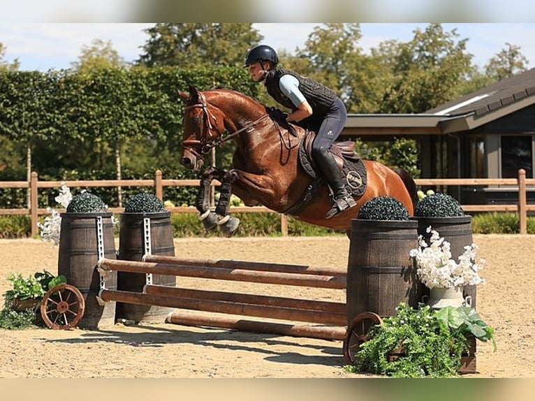 Meer warmbloeden Ruin 18 Jaar 148 cm Bruin in Oost West en Middelbeers