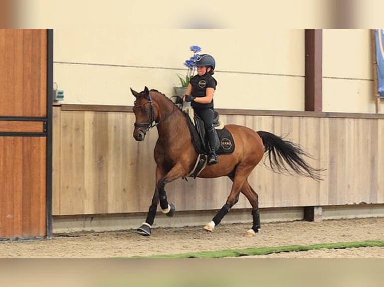 Meer warmbloeden Ruin 18 Jaar 148 cm Bruin in Oost West en Middelbeers