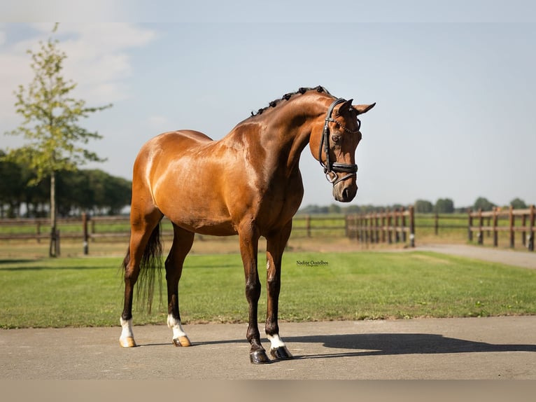 Meer warmbloeden Ruin 18 Jaar 148 cm Bruin in Oost West en Middelbeers
