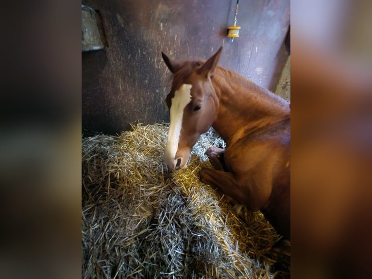 Meer warmbloeden Ruin 18 Jaar 157 cm Vos in Neustadt (Hessen)