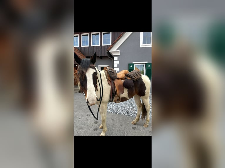 Meer warmbloeden Mix Ruin 19 Jaar 158 cm Gevlekt-paard in Eggersdorf