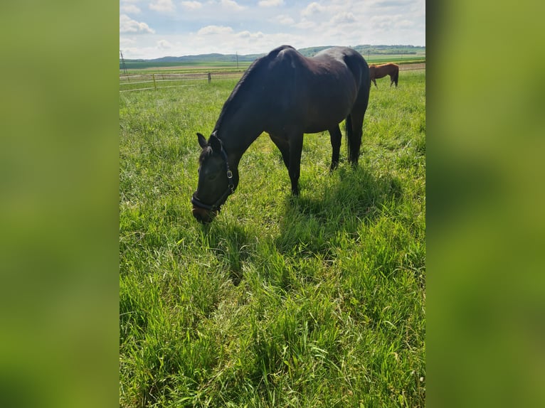 Meer warmbloeden Ruin 19 Jaar 160 cm Donkerbruin in Eggendorf im Thale