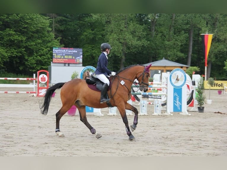 Meer warmbloeden Ruin 19 Jaar 165 cm Bruin in Havixbeck