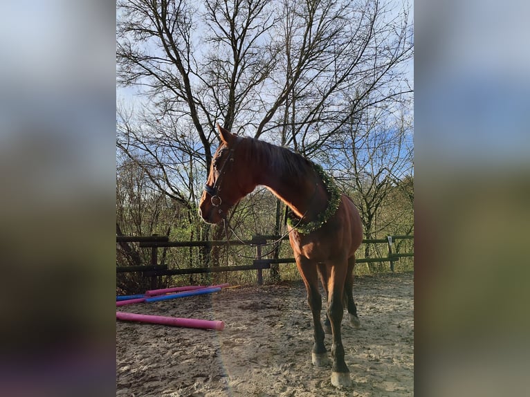 Meer warmbloeden Ruin 19 Jaar 168 cm Bruin in Offenbach