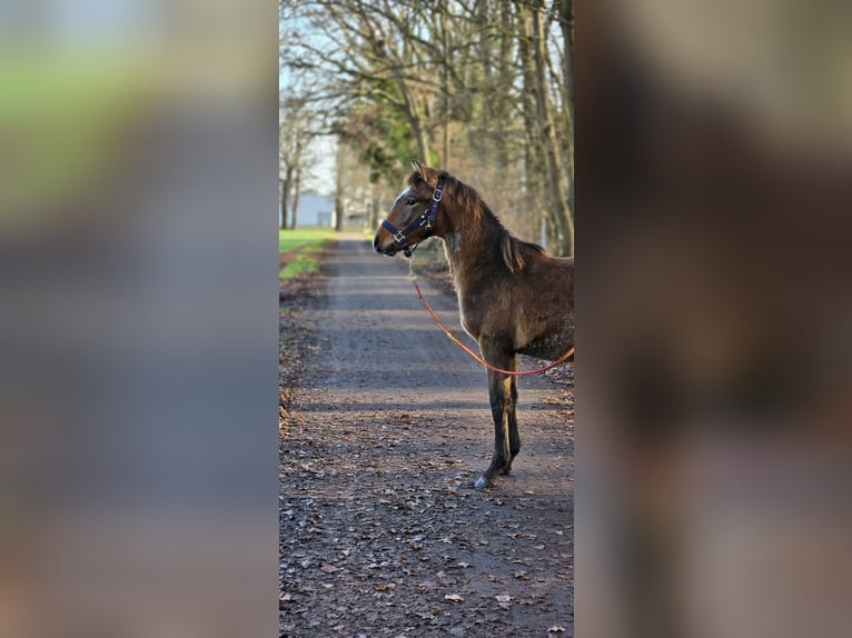 Meer warmbloeden Mix Ruin 1 Jaar 156 cm kan schimmel zijn in Wolfsburg