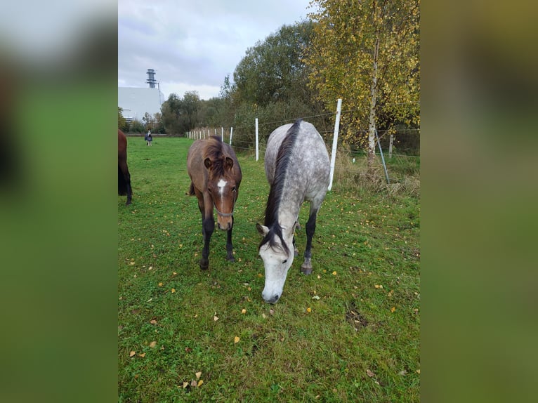 Meer warmbloeden Mix Ruin 1 Jaar 156 cm kan schimmel zijn in Wolfsburg
