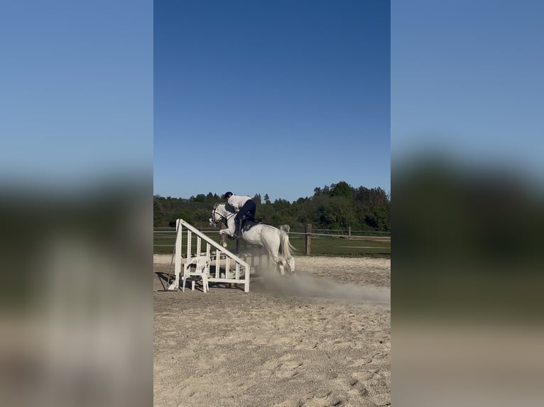 Meer warmbloeden Ruin 20 Jaar 157 cm Schimmel in Völkermarkt
