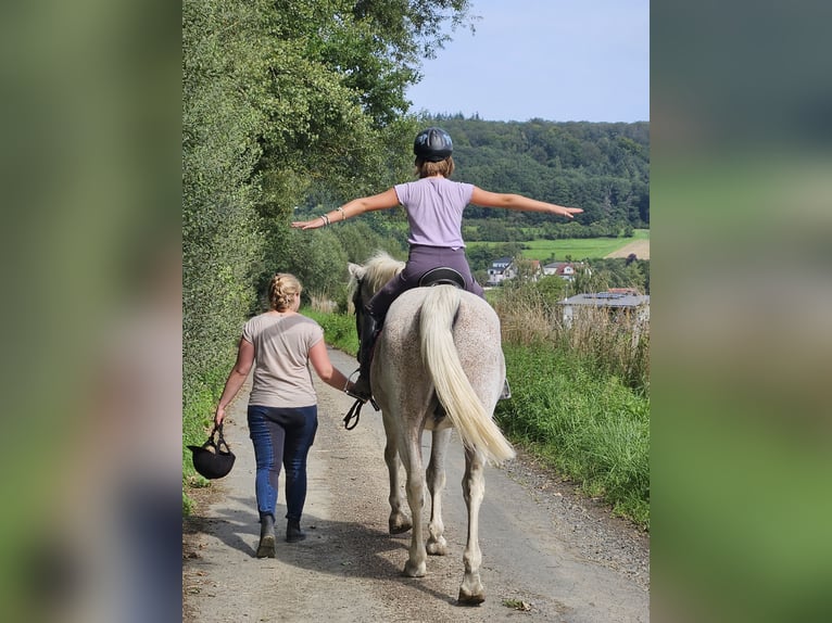 Meer warmbloeden Mix Ruin 20 Jaar 161 cm Wit in Lohra