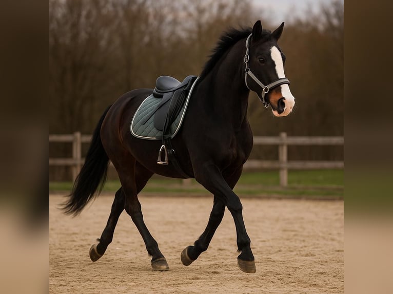 Meer warmbloeden Ruin 21 Jaar 164 cm Zwartbruin in Witten Herbede