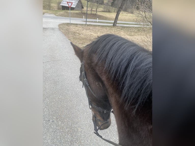 Meer warmbloeden Ruin 22 Jaar 172 cm Donkerbruin in Gnesau