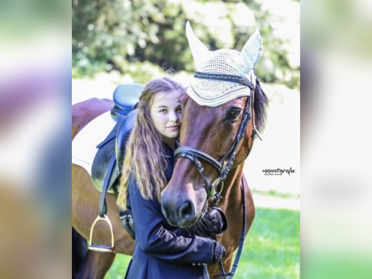 Meer warmbloeden Mix Ruin 23 Jaar 162 cm Bruin in Piberbach