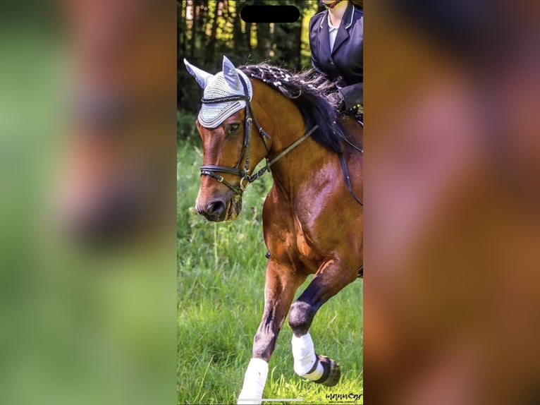 Meer warmbloeden Mix Ruin 23 Jaar 162 cm Bruin in Piberbach