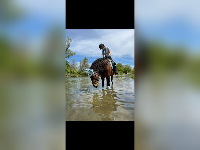 Meer warmbloeden Mix Ruin 23 Jaar 162 cm Bruin in Piberbach