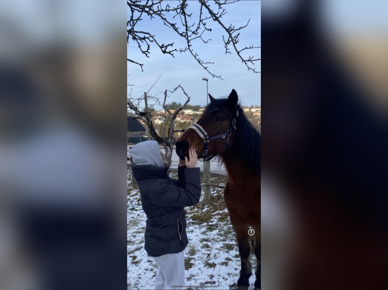 Meer warmbloeden Mix Ruin 23 Jaar 162 cm Bruin in Piberbach