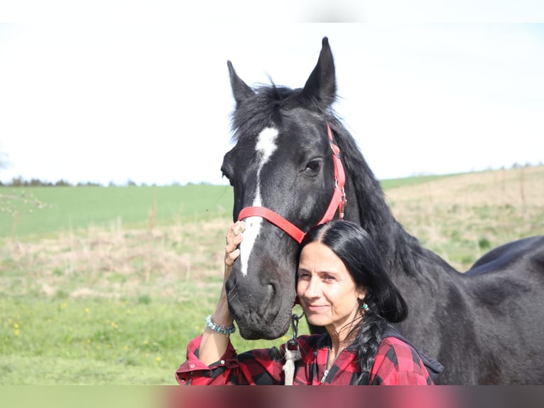 Meer warmbloeden Ruin 23 Jaar 165 cm Zwartbruin in Altbüron