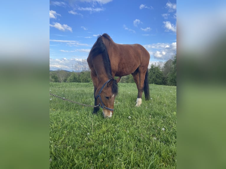 Meer warmbloeden Ruin 25 Jaar 175 cm Bruin in Altenhof