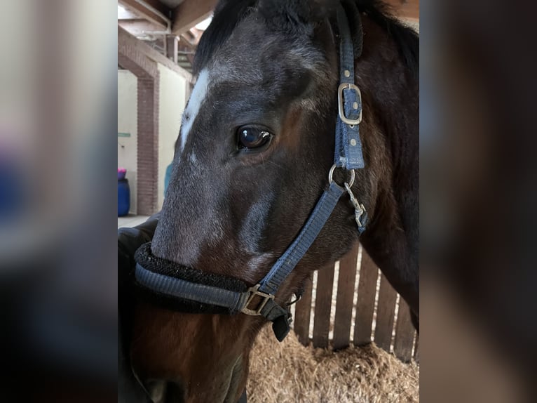 Meer warmbloeden Ruin 27 Jaar 168 cm Bruin in Hart bei Graz