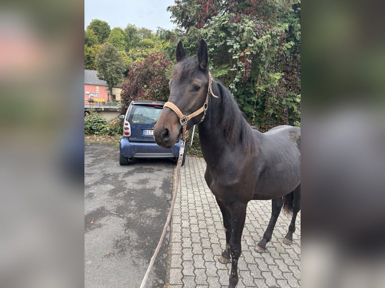 Meer warmbloeden Ruin 2 Jaar 160 cm Donkerbruin in PrümzurlayHolsthum