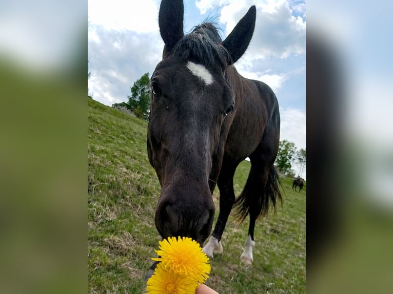 Meer warmbloeden Mix Ruin 2 Jaar 160 cm Zwart in Stary Olsztyn