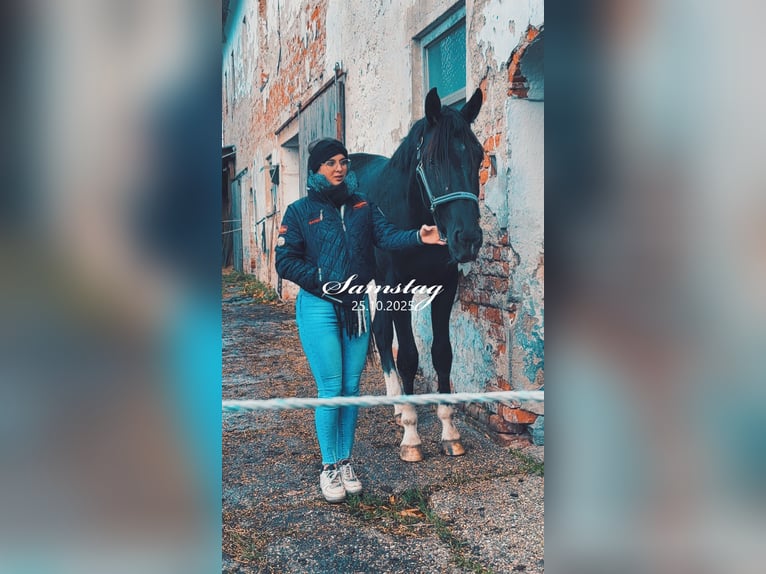 Meer warmbloeden Ruin 2 Jaar 165 cm Zwart in Ebensee