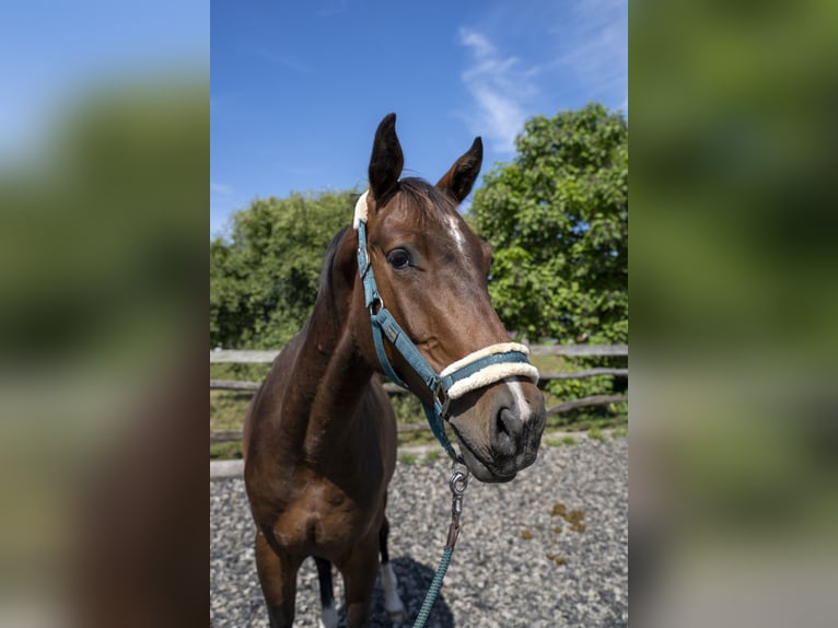 Meer warmbloeden Ruin 2 Jaar 168 cm Bruin in Eggstätt