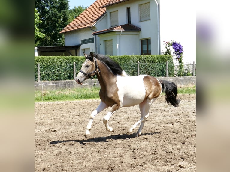 Meer warmbloeden Ruin 2 Jaar 168 cm Gevlekt-paard in Borgentreich