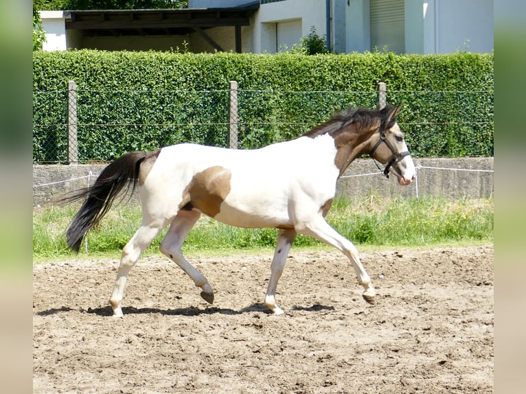 Meer warmbloeden Ruin 2 Jaar 168 cm Gevlekt-paard in Borgentreich