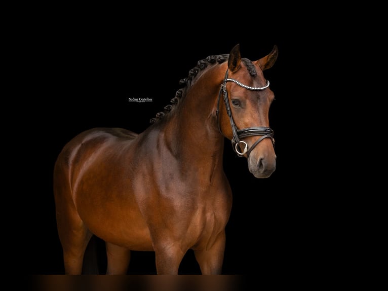 Meer warmbloeden Ruin 3 Jaar 145 cm Donkerbruin in Oost West en Middelbeers