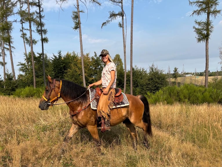 Meer warmbloeden Ruin 3 Jaar 151 cm Bruin in Linkenbach