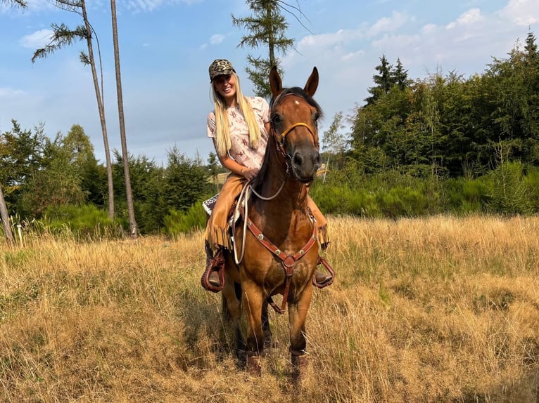 Meer warmbloeden Ruin 3 Jaar 151 cm Bruin in Linkenbach