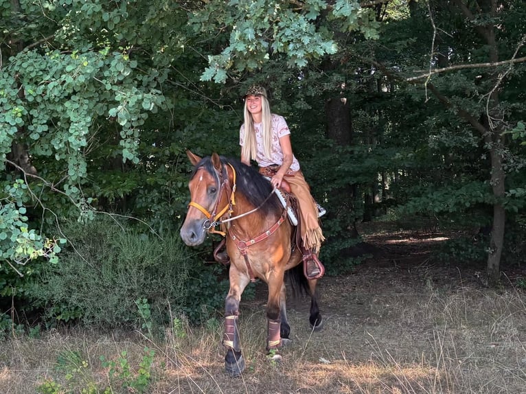 Meer warmbloeden Ruin 3 Jaar 151 cm Bruin in Linkenbach