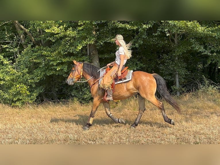 Meer warmbloeden Ruin 3 Jaar 151 cm Bruin in Linkenbach
