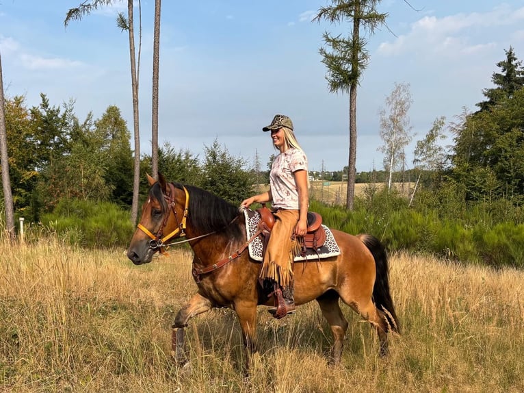 Meer warmbloeden Ruin 3 Jaar 151 cm Bruin in Linkenbach