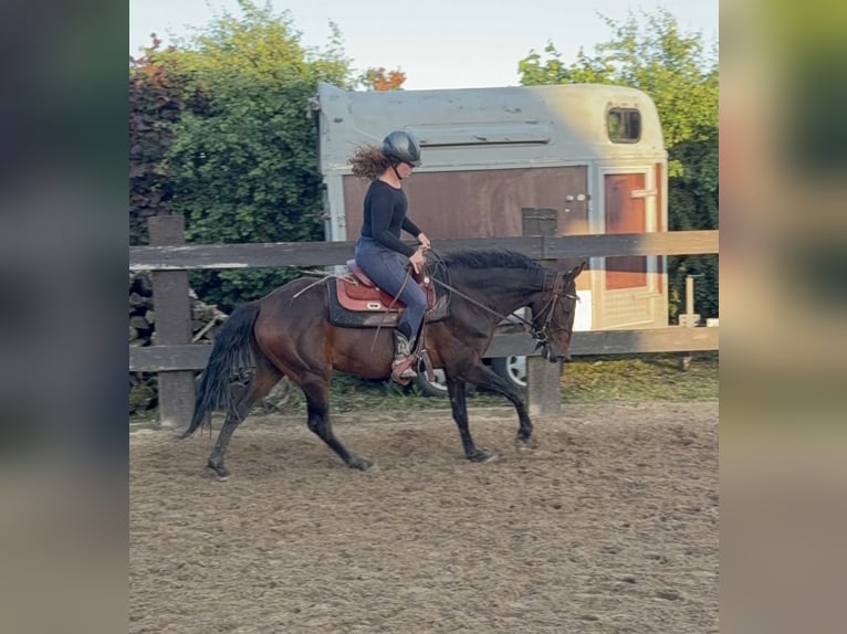 Meer warmbloeden Ruin 3 Jaar 155 cm Bruin in Daleiden