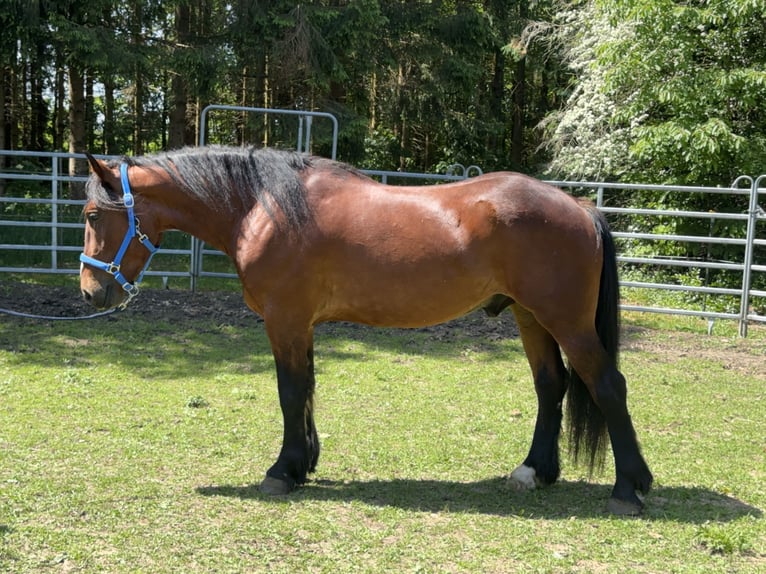 Meer warmbloeden Ruin 3 Jaar 155 cm Donkerbruin in Fuchstal
