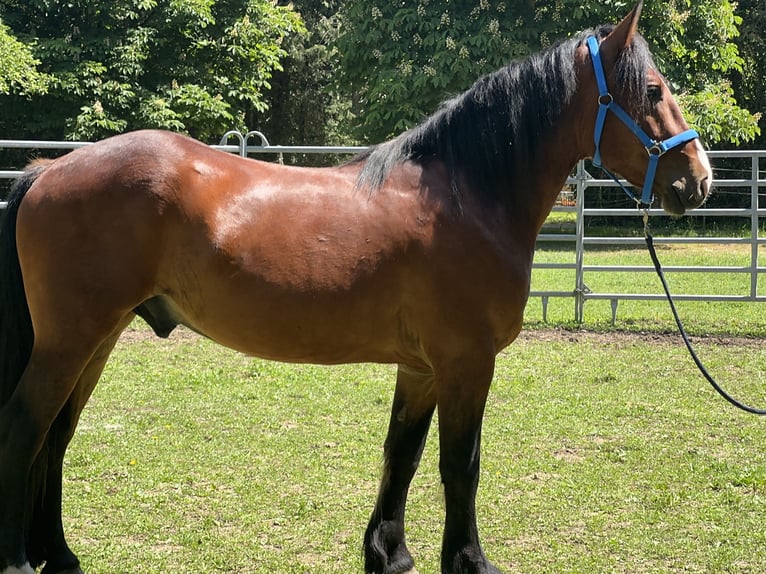 Meer warmbloeden Ruin 3 Jaar 155 cm Donkerbruin in Fuchstal