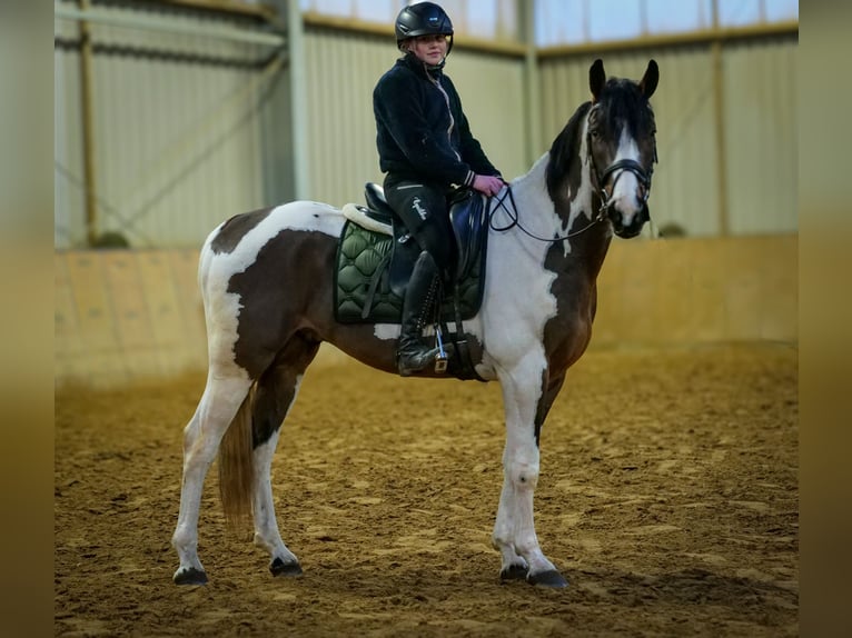 Meer warmbloeden Ruin 3 Jaar 155 cm Gevlekt-paard in Neustadt (Wied)