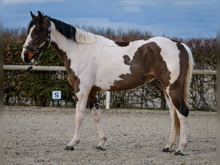 Meer warmbloeden Ruin 3 Jaar 155 cm Gevlekt-paard in Neustadt (Wied)