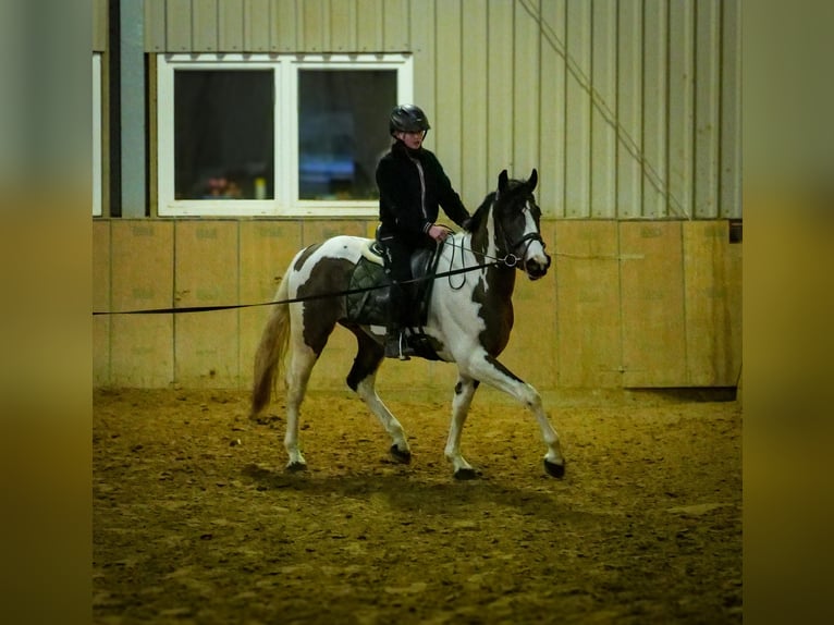 Meer warmbloeden Ruin 3 Jaar 155 cm Gevlekt-paard in Neustadt (Wied)