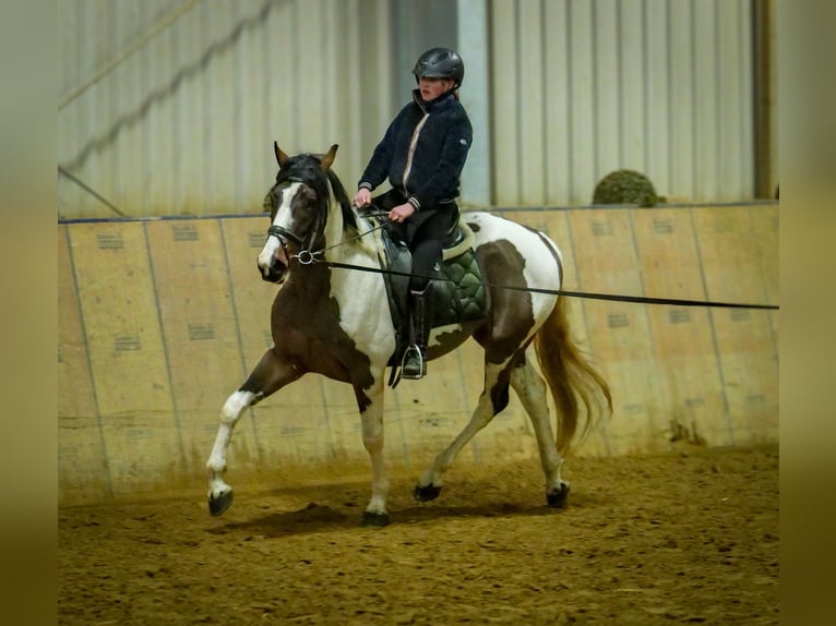 Meer warmbloeden Ruin 3 Jaar 155 cm Gevlekt-paard in Neustadt (Wied)