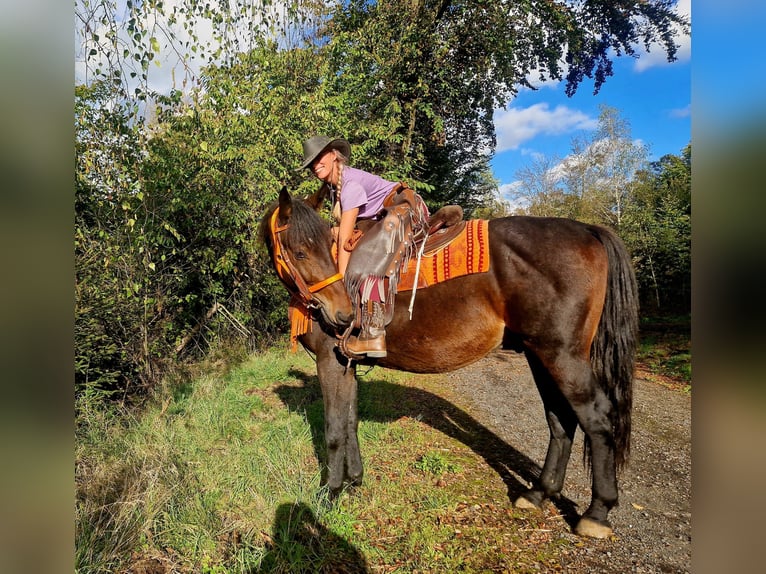 Meer warmbloeden Ruin 3 Jaar 157 cm Donkerbruin in Linkenbach