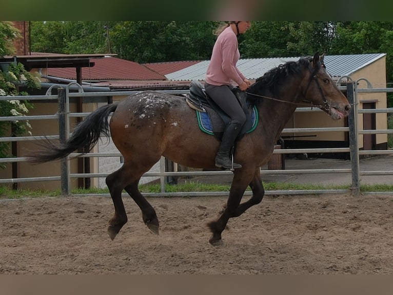 Meer warmbloeden Ruin 3 Jaar 158 cm Appaloosa in Rudersdorf