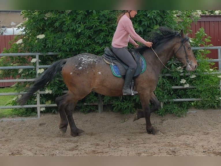 Meer warmbloeden Ruin 3 Jaar 158 cm Appaloosa in Rudersdorf