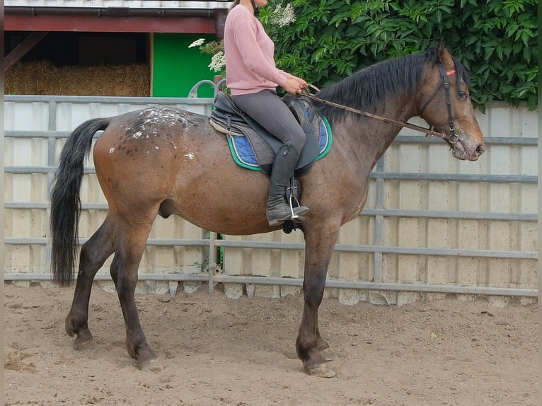 Meer warmbloeden Ruin 3 Jaar 158 cm Appaloosa in Rudersdorf
