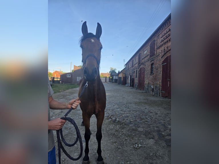 Meer warmbloeden Mix Ruin 3 Jaar 158 cm Roodbruin in Radoszyn