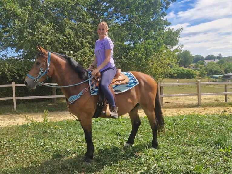Meer warmbloeden Ruin 3 Jaar 159 cm Bruin in Linkenbach