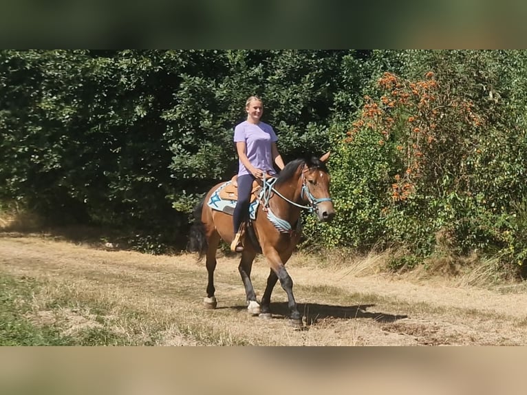 Meer warmbloeden Ruin 3 Jaar 159 cm Bruin in Linkenbach