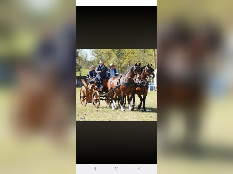 Meer warmbloeden Ruin 3 Jaar 160 cm Bruin in Kamenz